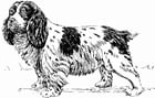 Coloring page dog - spaniel