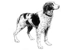 Coloring pages dog - spaniel