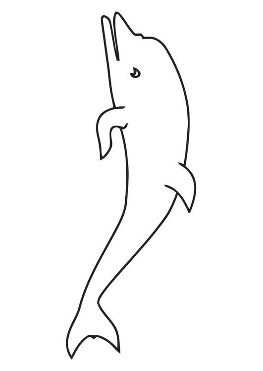 dolphin