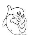 Coloring pages dolphin