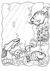 Coloring pages dolphins and fish