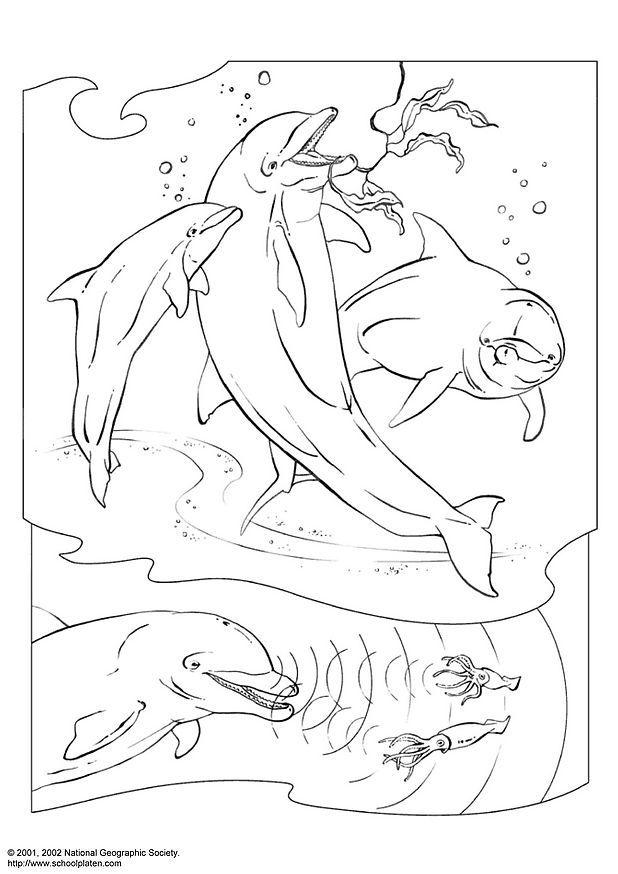 Coloring page dolphins