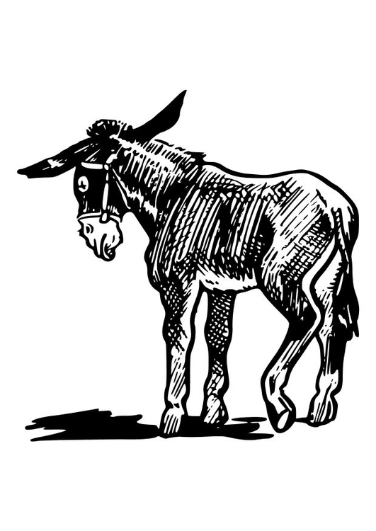 Coloring page donkey