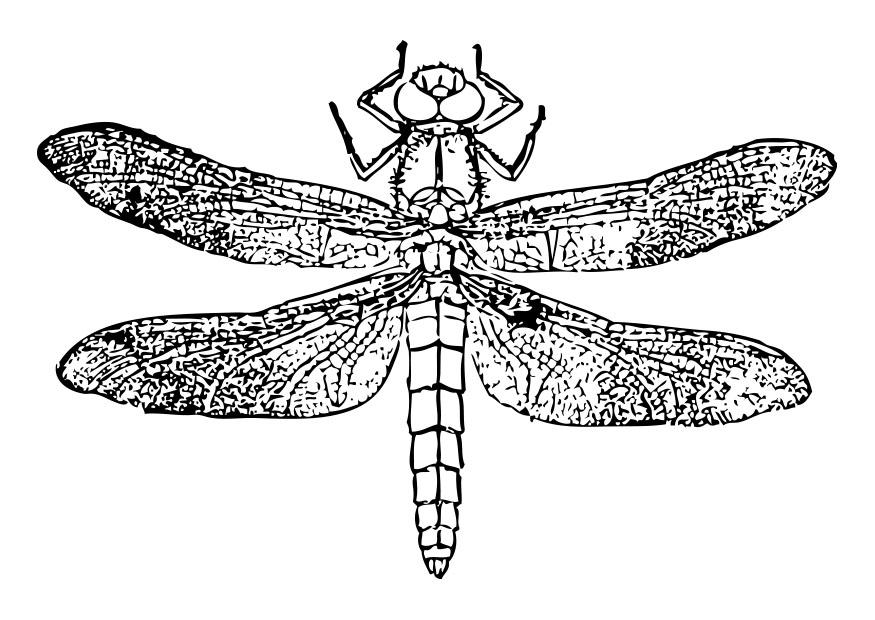 Coloring page dragonfly
