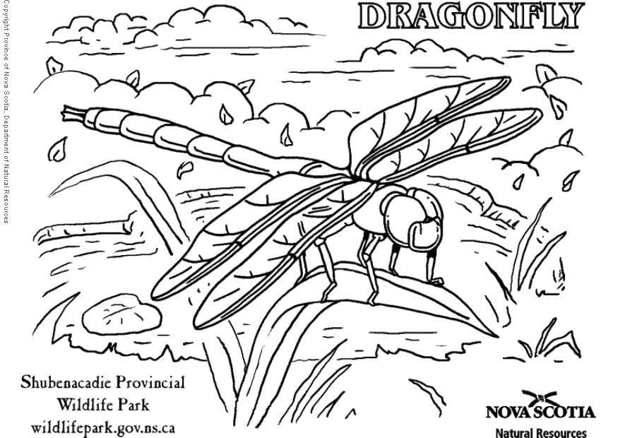 Coloring page dragonfly