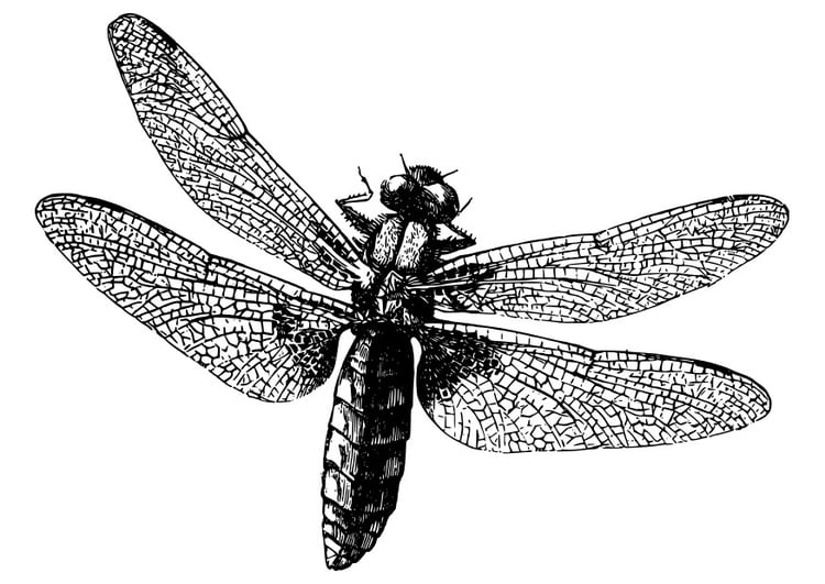 Coloring page dragonfly