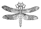 Coloring pages dragonfly