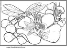 Coloring pages dragonfly