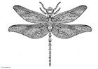 Coloring pages dragonfly