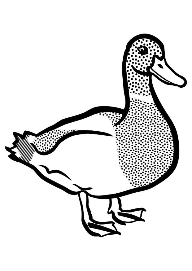 Coloring page duck