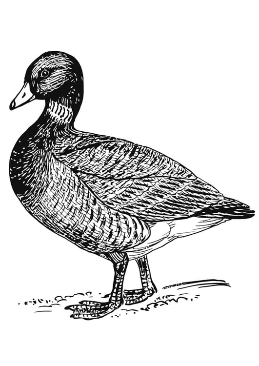 Coloring page duck