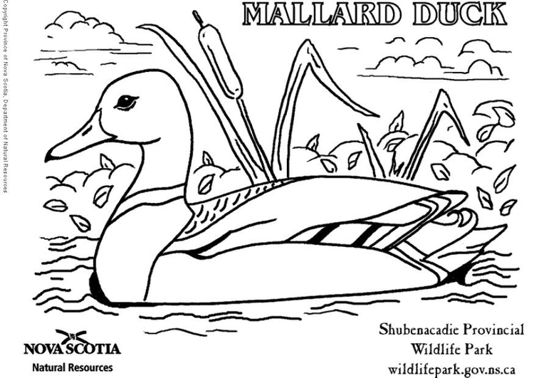 Coloring page duck