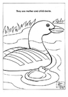 Coloring page ducks