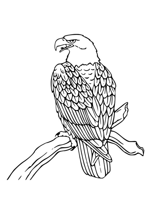 Coloring page eagle