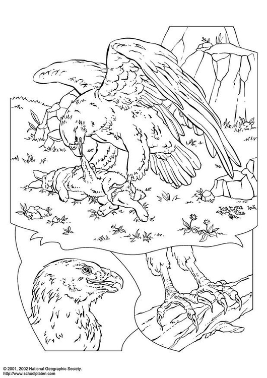 Coloring page eagle