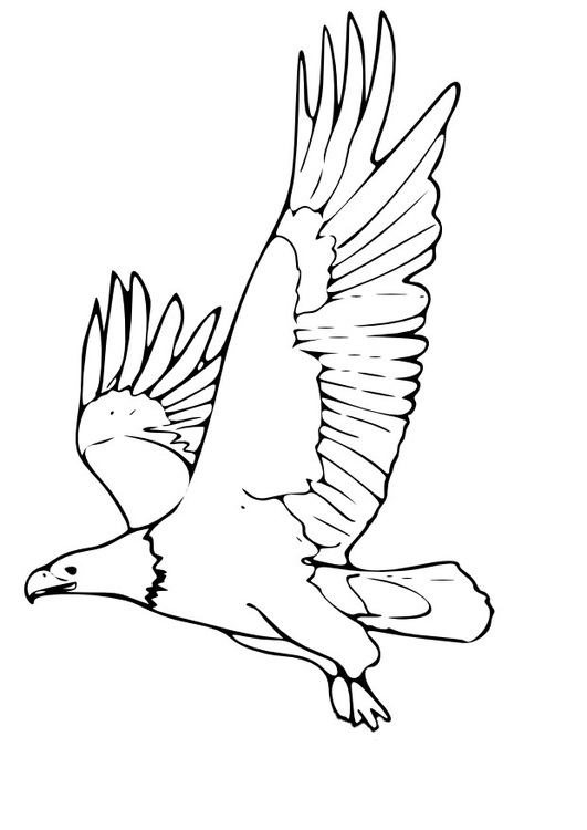 Coloring page eagle