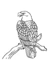 Coloring page eagle