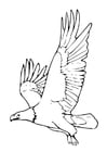 Coloring pages eagle