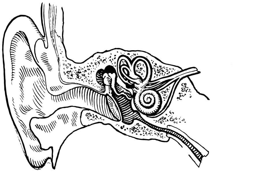 Coloring Page Ear, internal and external - free printable coloring