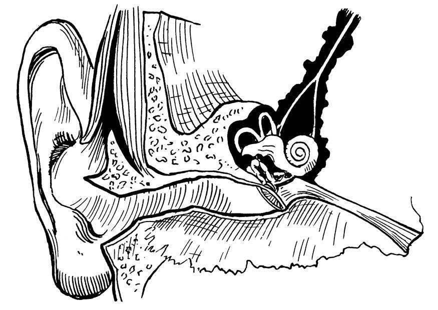 Coloring page ear, internal and external