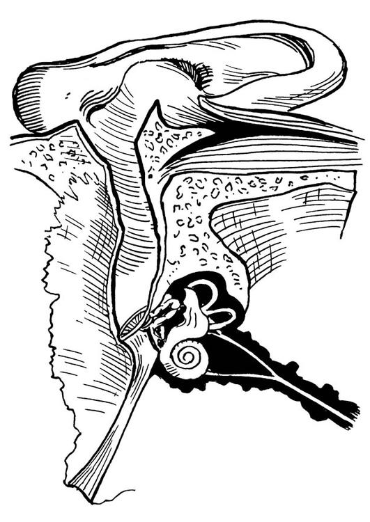 ear, internal and external