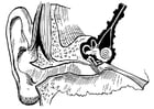 Coloring pages ear, internal and external
