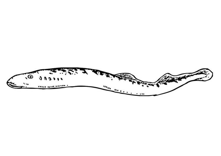 Coloring page eel