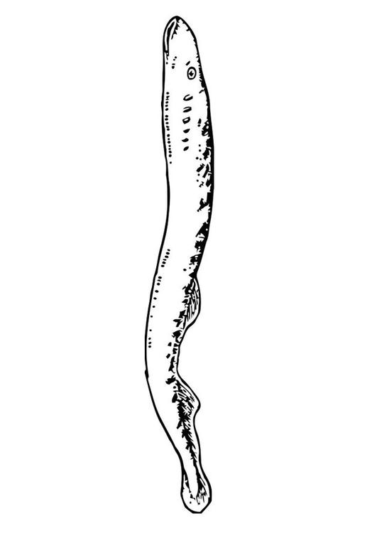 eel