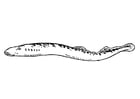Coloring page eel