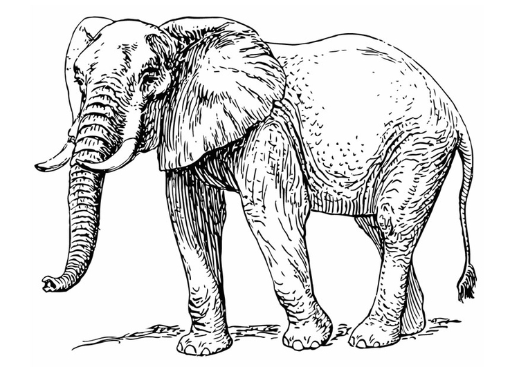 Coloring page elephant