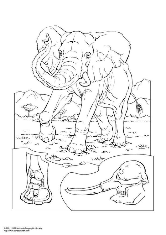 Coloring page elephant