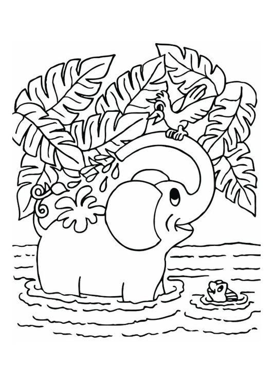 elephant