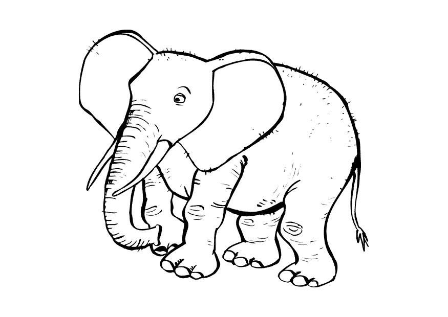 Coloring page elephat