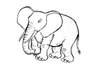 elephat