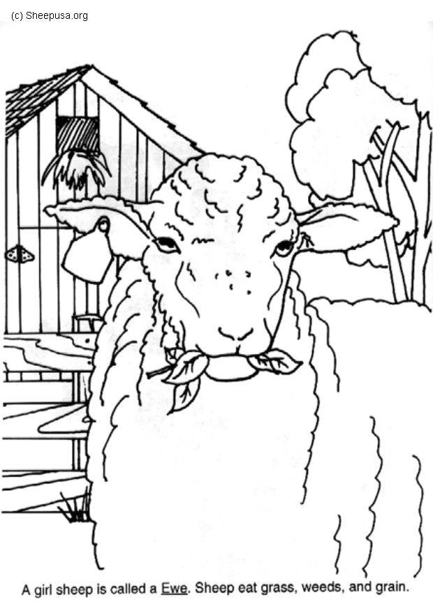 Coloring page ewe