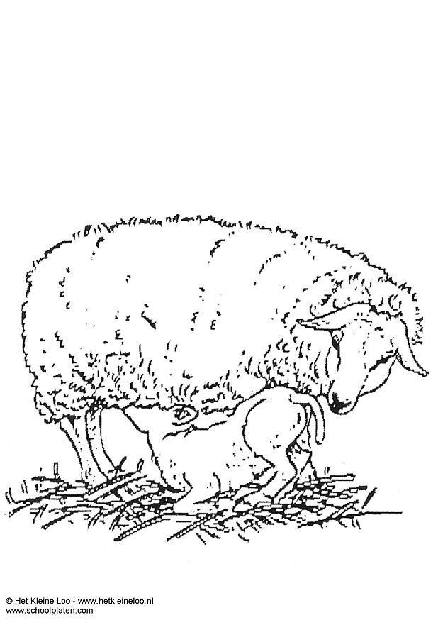 Coloring page ewe with lamb