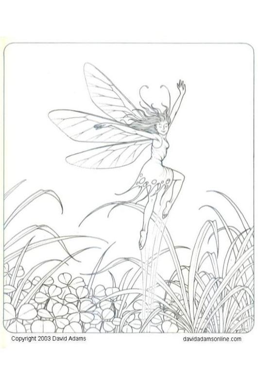 fairy