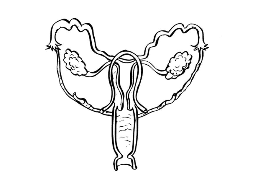 Coloring page female reproductive organs