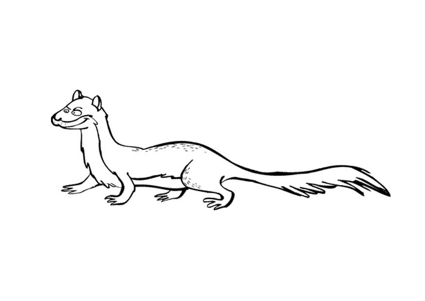 Coloring page ferret