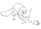 Coloring pages field mouse without tail
