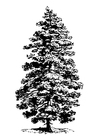 Coloring pages Fir Tree