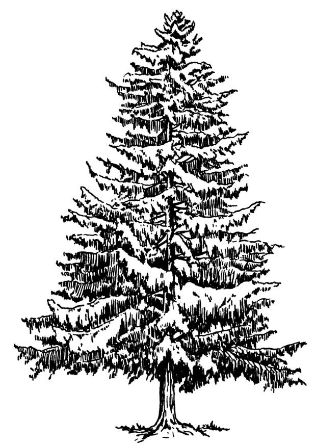 Coloring page fir-tree in winter