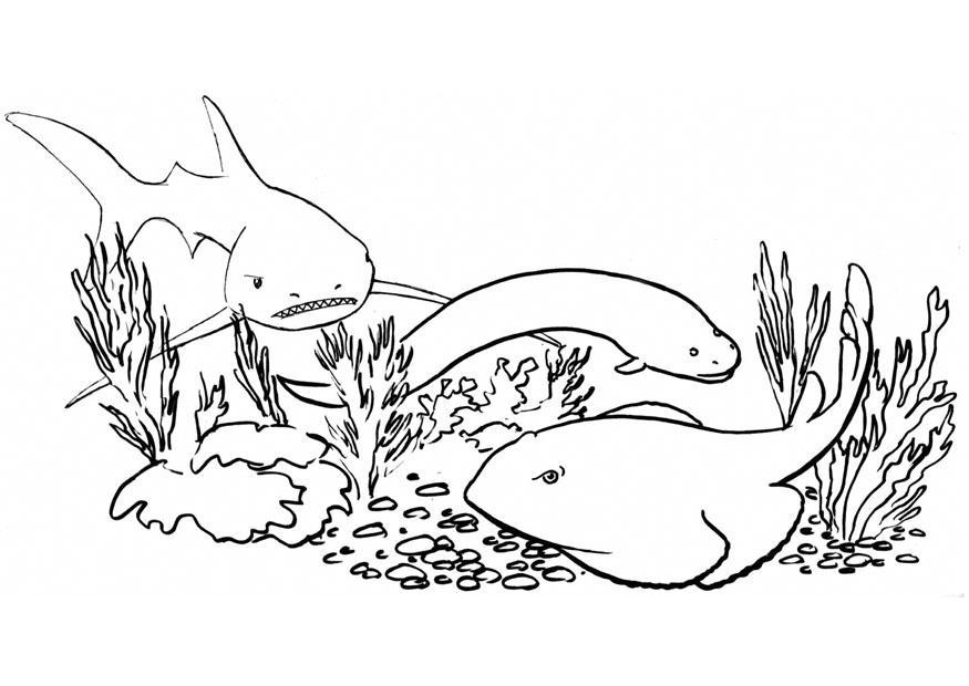 Coloring page fish and sharks