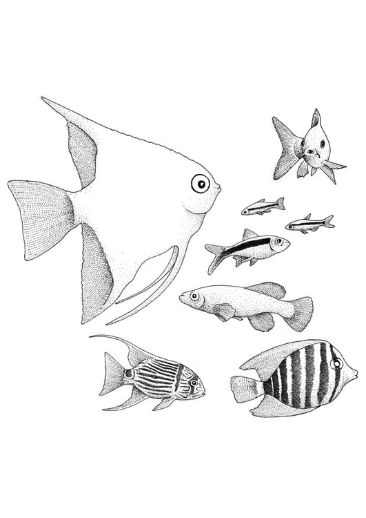 Coloring page fish