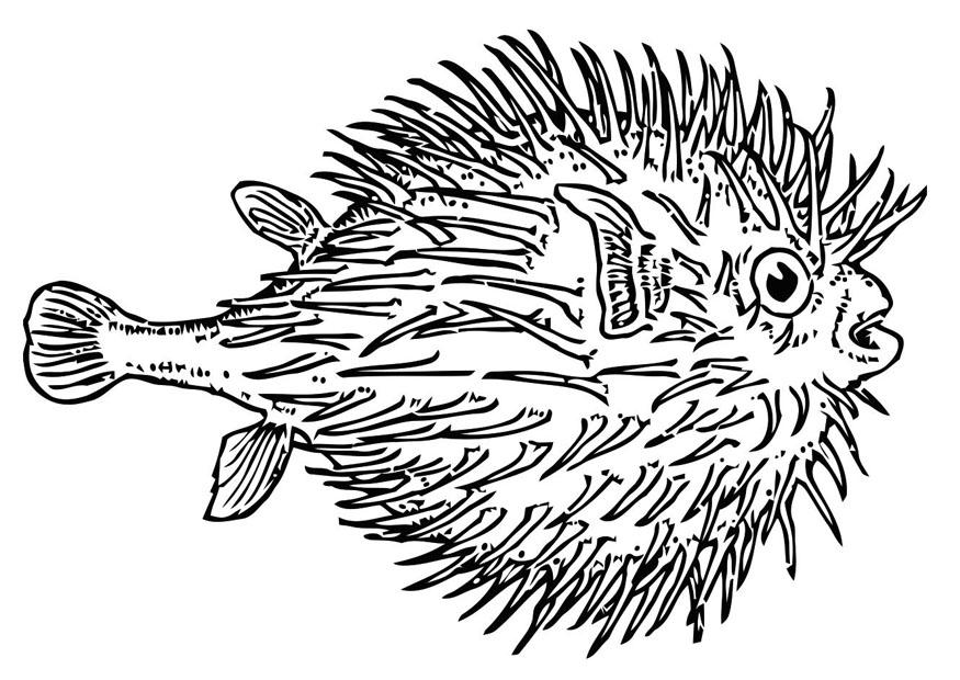 Coloring page fish - globefish