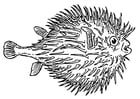 Coloring pages fish - globefish