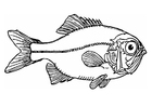 Coloring pages fish