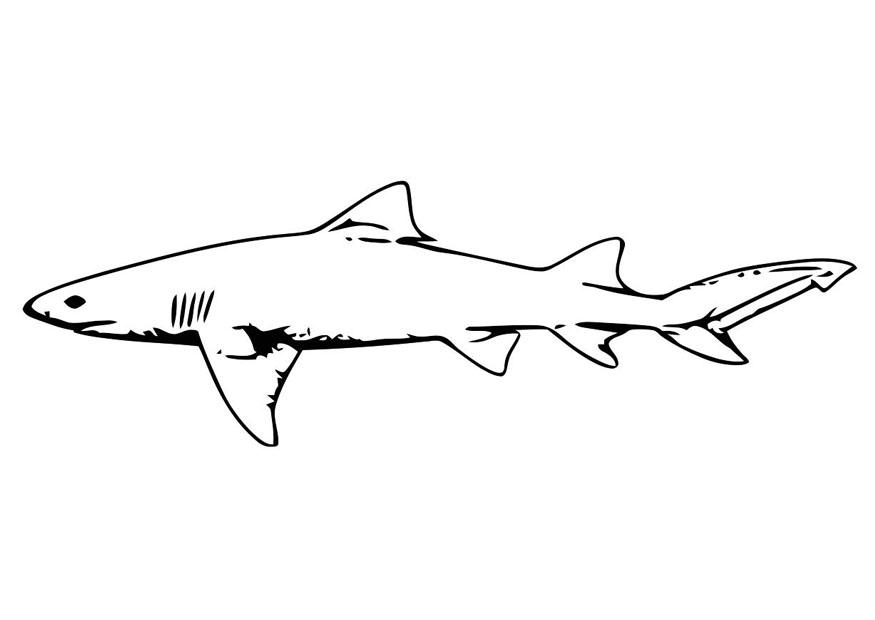 Coloring page fish - shark