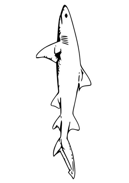 fish - shark