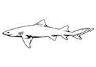 Coloring page fish - shark